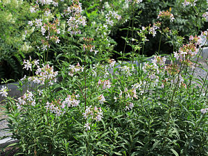 Saponaria officinalis
